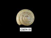 藏品(班卡拉蝸牛)的圖片